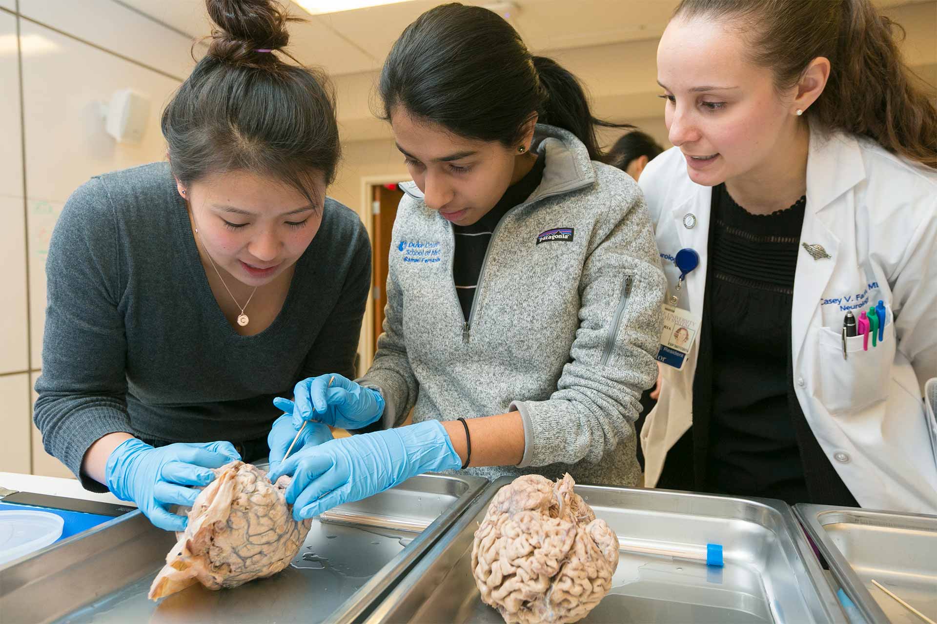 Neurology resident Casey Farin, MD, right, teaches Duke first-year medical students Christine Wu, left, and Sammi Fernandes (cq) about the anatomy of the cerebral cortex and the blood vessels that supply blood to the brain during a wet-lab experience with human brain specimens in the Trent Semans Center.